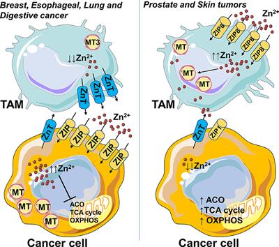 Understanding Metal Dynamics Between Cancer Cells and Macrophages: Competition or Synergism?